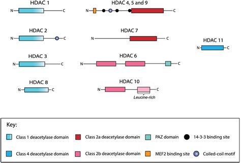 Recent developments of HDAC inhibitors: Emerging indications and novel molecules - Bondarev ...