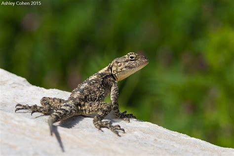 Starred Agama - Return from Turkey | Lizard, Lizard image, Animals