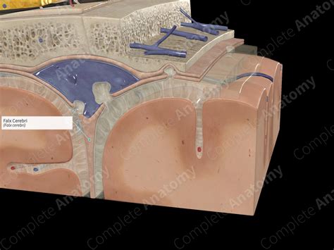 Falx Cerebri | Complete Anatomy