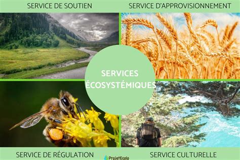 Services écosystémiques : Définition, types et exemples