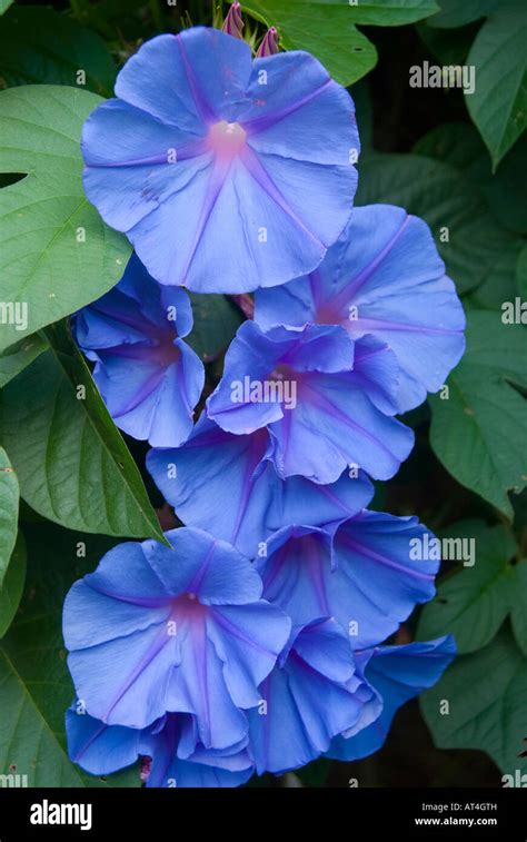 Morning Glory vine in flower Stock Photo - Alamy