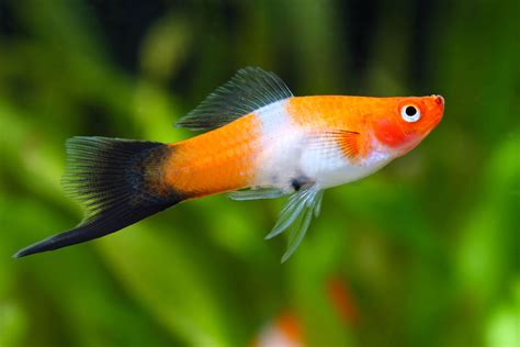 22 Small Aquarium Fish Species For Your Freshwater Tank, 45% OFF