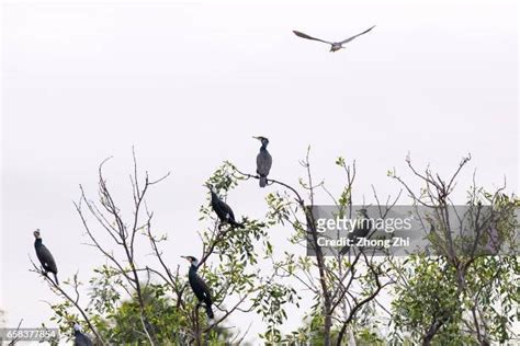 30 Nansha Wetland Park Stock Photos, High-Res Pictures, and Images - Getty Images