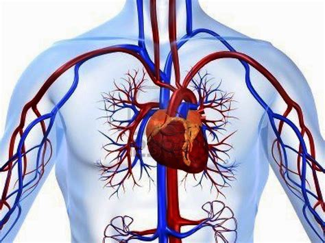 Circulatory System Heart Blood Vessels