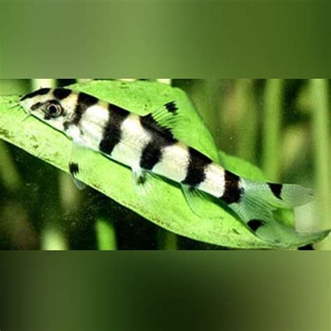 Gold Zebra Loach for sale – AquariumFishSale.com