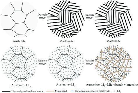 The schematic illustration showing the austenite phase without ...