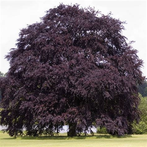 Home & Garden Fagus sylvatica purpurea 15 COPPER BEECH SEEDS C $15.28