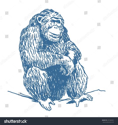 Ape Sketch Drawing Isolated On White: เวกเตอร์สต็อก (ปลอดค่าลิขสิทธิ์) 201069491 | Shutterstock