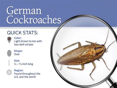 German Cockroach Infestation