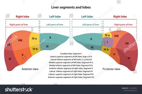 Posterior segment liver : 6 images, photos et images vectorielles de ...