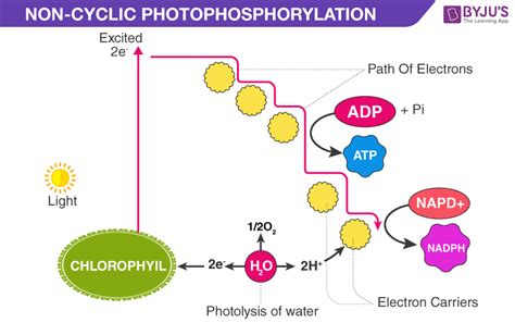 How Is Atp Formed During Photophosphorylation - Wasfa Blog