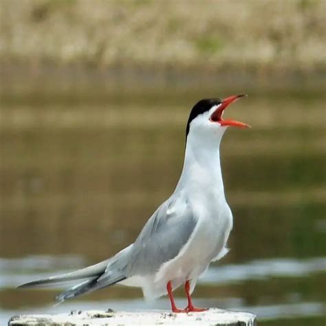 Sterna Hirundo - Common Tern - USA Birds