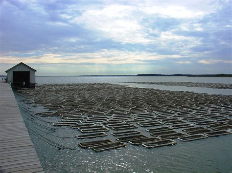 Oyster farm, Cambridge, MD Aquaculture Program | Aquaculture, Sustainable seafood, Oysters