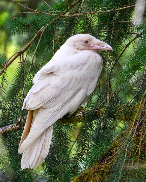 Rare White Raven on Vancouver island, Canada : r/Damnthatsinteresting