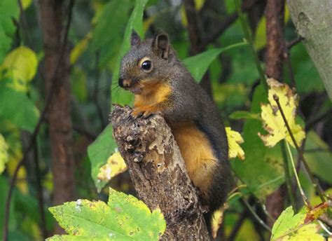 Douglas Squirrel: Agile Rodent with Unique Mating Behavior