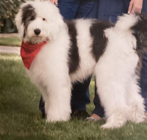 Sheepadoodle Grooming: Haircut #Inspo Pics and DIY Grooming Basics