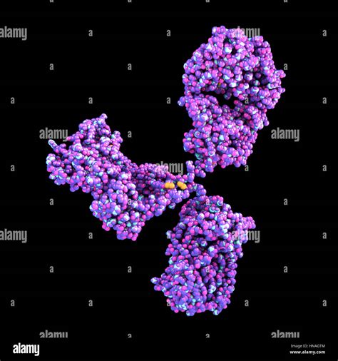 Gamma globulin ig hi-res stock photography and images - Alamy