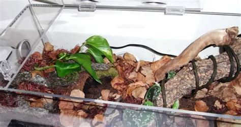 Terrestrial Tarantula Enclosure: Ultimate Layout & Supplies Guide ...