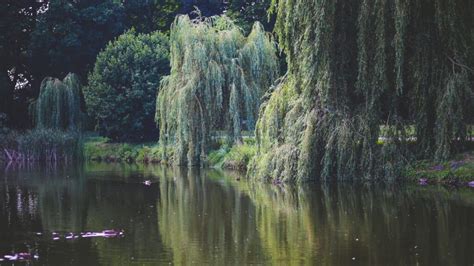 Willow Tree Symbolism and Spiritual Meaning: Exploring the Significance ...