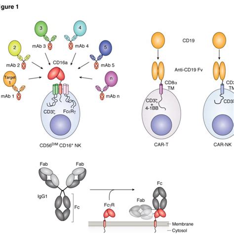 (PDF) Fc γ receptor compositional heterogeneity: Considerations for immunotherapy development