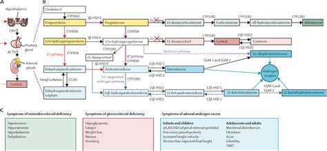 Congenital adrenal hyperplasia - The Lancet