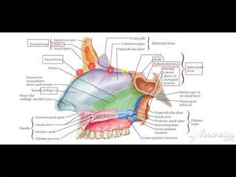 Roof & Floor of nasal cavity - YouTube