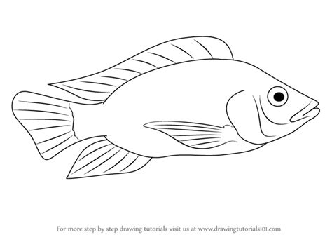 How to Draw a Tilapia (Fishes) Step by Step | DrawingTutorials101.com