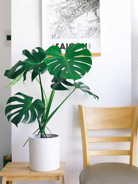 The 8 Best Indoor Plants For Homes In India | Goodhomes.co.in