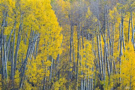 Sentinel Aspen Trees (2022) | Telluride, Colorado