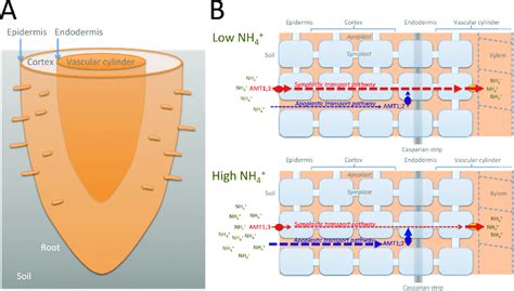 Apoplastic and symplastic transport pathways of ammonium into the root... | Download Scientific ...