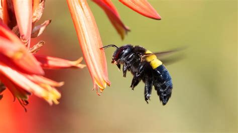 Carpenter Bee Sting: Identifying, Treating, Preventing