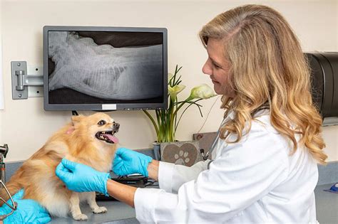 X-Rays for Dogs - What to Expect | Thomasville Vet