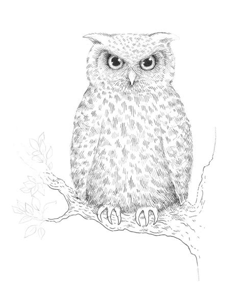 Skizze Bild: Sketch Of An Owl In A Tree