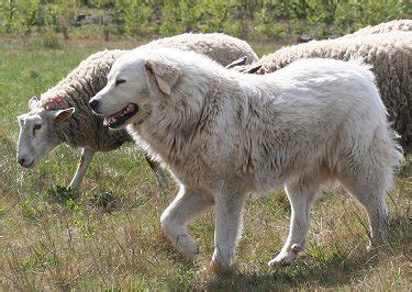 Great Pyrenees Health Problems | Feeding