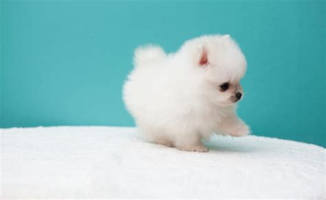 How to Take Care of Newborn Pomeranian Puppies - Spinning Pom