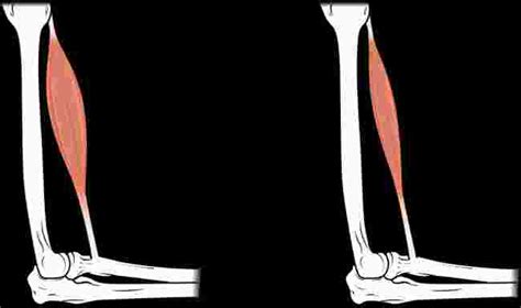 Types of Muscle Fibers and Exercise | BIO103: Human Biology