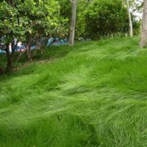 Outsidepride Creeping Red Fine Fescue Lawn Grass Seed LB | ubicaciondepersonas.cdmx.gob.mx