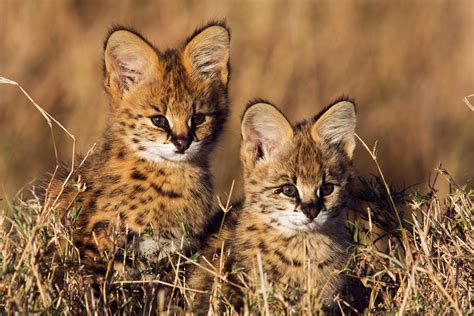 Baby African Serval Cat