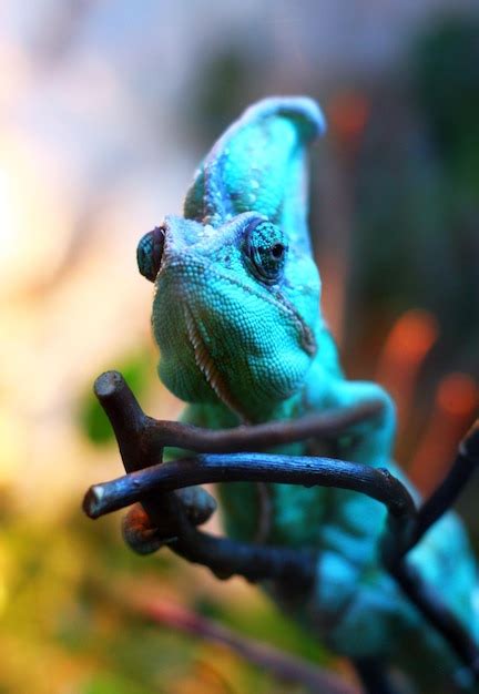 Premium Photo | Close-up of chameleon