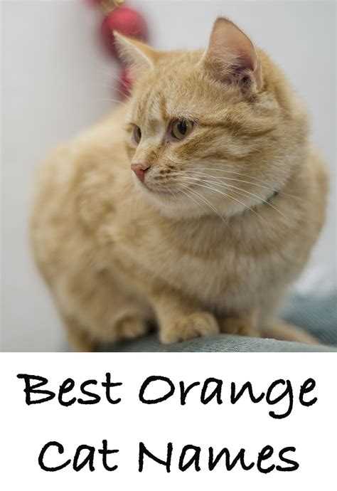 Orange Cat Names - 169 Amazing Names For Ginger Kittens