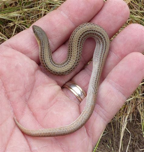 Striped Legless Lizard update from Long Point - Nature Glenelg Trust