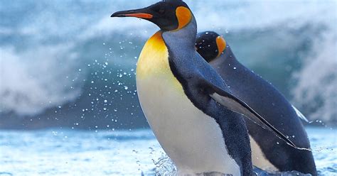 King penguins – Australian Antarctic Program