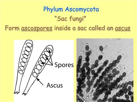 PPT - The Kingdom Fungi PowerPoint Presentation - ID:5365827