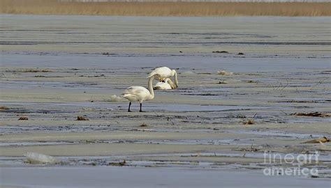 Three swans 2 Photograph by Esko Lindell - Pixels