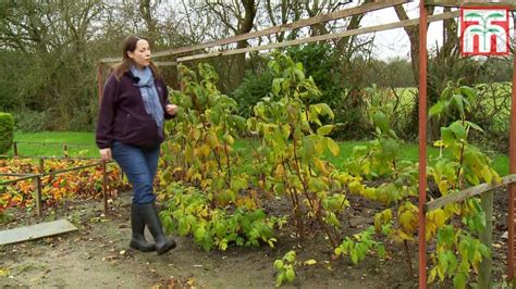 How to grow raspberries with Thompson and Morgan. Part 2: Pruning raspberry canes. - YouTube