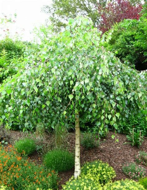 Weeping Birch Tree | Dwarf Weeping Silver Birch Tree