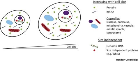 The Biosynthetic Basis of Cell Size Control: Trends in Cell Biology