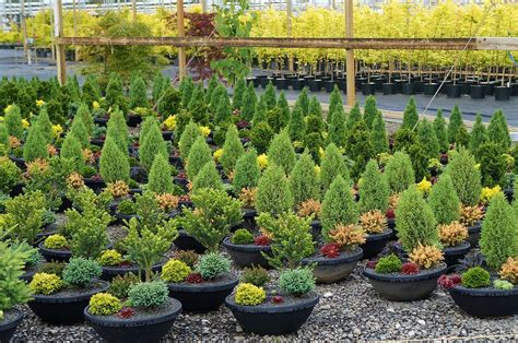 Iseli Nursery preplated container gardens with Conifers | Container gardening, Conifers garden ...