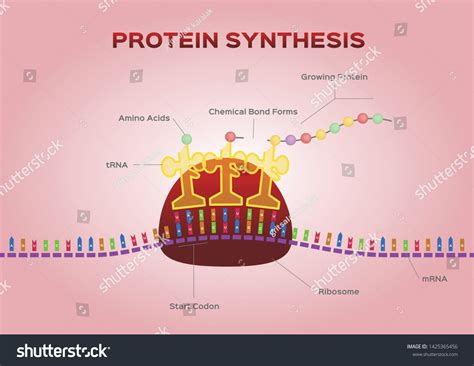 Ribosomes Protein Synthesis