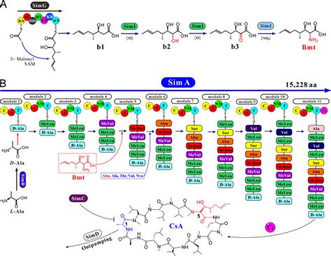 Proposed pathway for CsA biosynthesis. (A) Bmt biosynthesis by the PKS... | Download Scientific ...